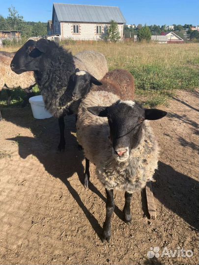 Продаю барана