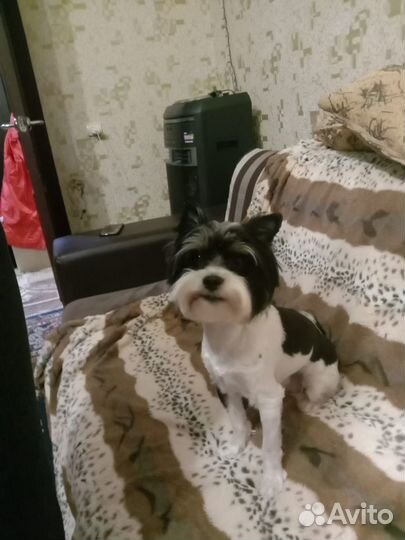 Приглашает на вязку Йорк-Бивер