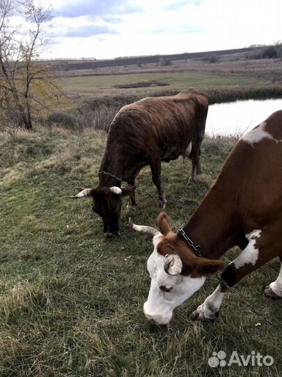 Молоко коровье домашнее