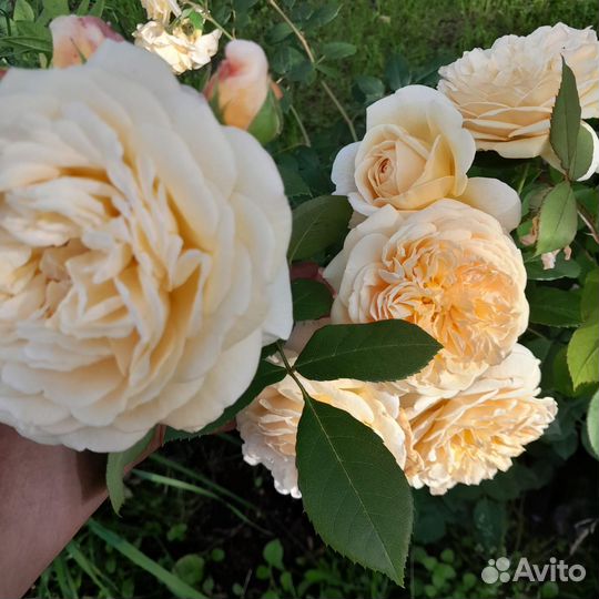 Саженцы роз