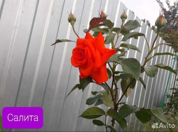 Розы плетистые и почвопокровные. зкс