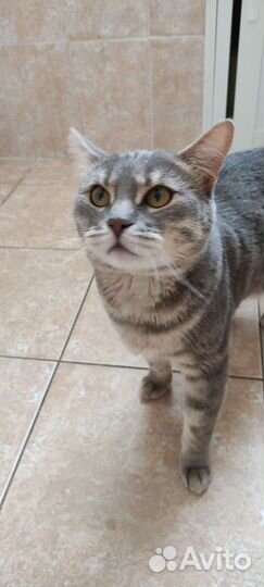 Кот бенгал