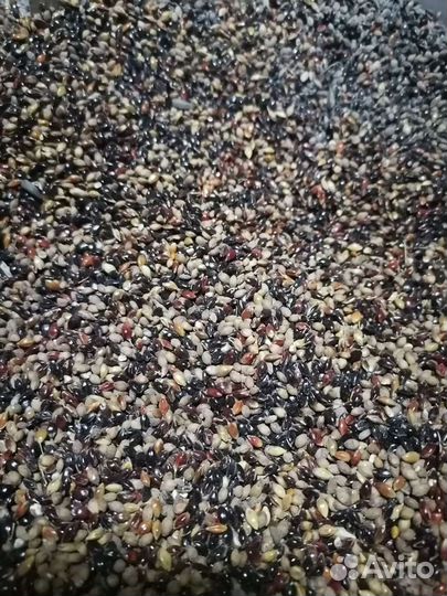 Семена суданки