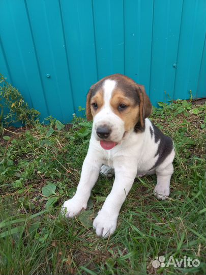 Продаётся щенок. Все вопросы по телефону