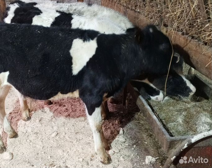 Бычки и телята