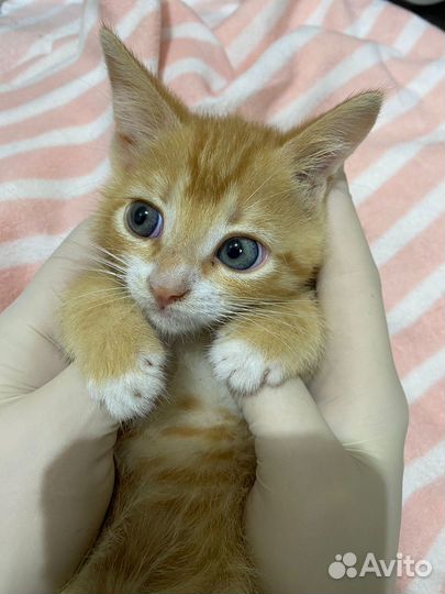 Котята.Домашние рыжики выброшены в поле. 1,5 мес