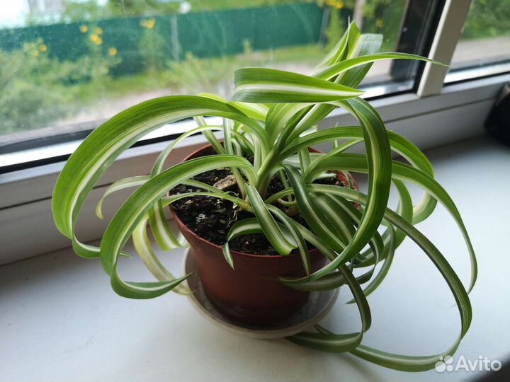 Хлорофитум, пеперомия, традесканция и др