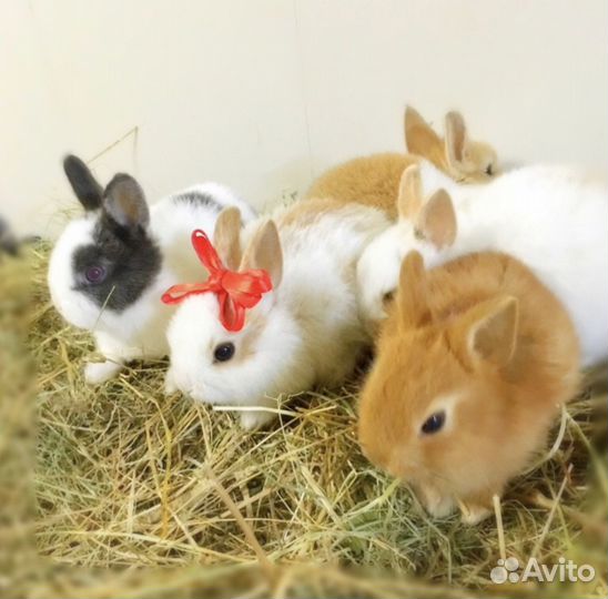Декоративный кролик карликовый