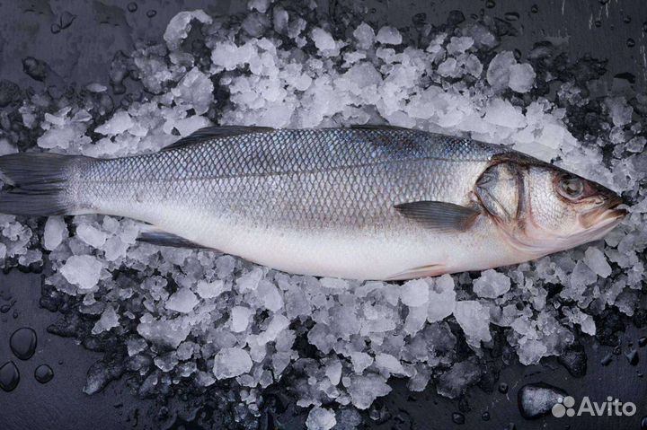 Дорадо, сибас