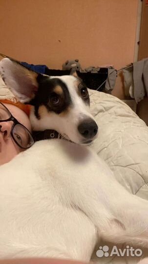 Собака в добрые руки отдам бесплатно