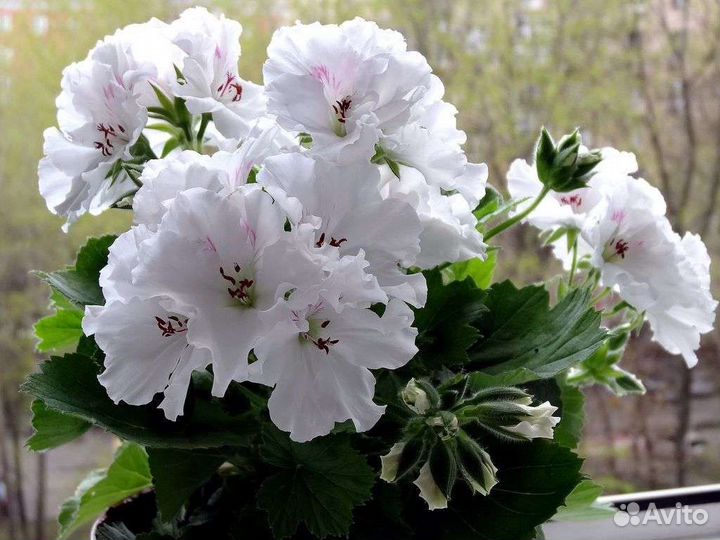 Пеларгония герань