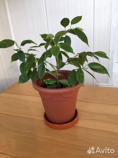 Фикус бенджамина