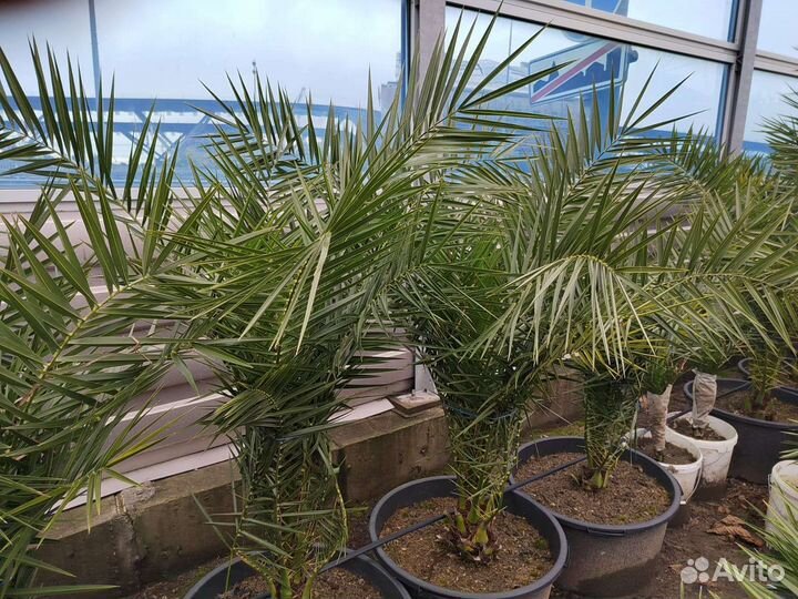 Пальма финиковая, Бутия, Вашингтония в ёмкостях