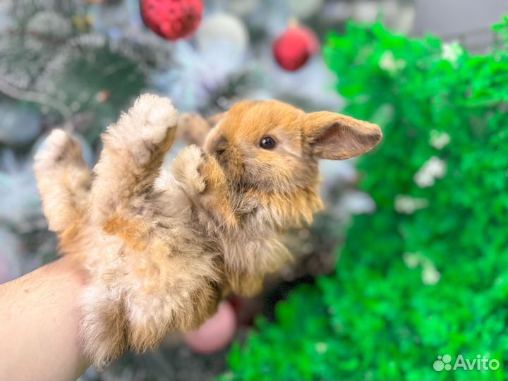 Карликовый кролик - добрый и ручной