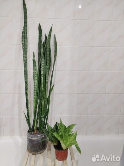 Сансавьерии