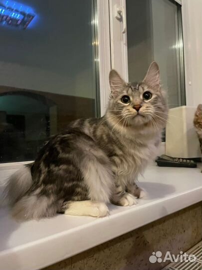 Серебряная кошечка курильский бобтейл