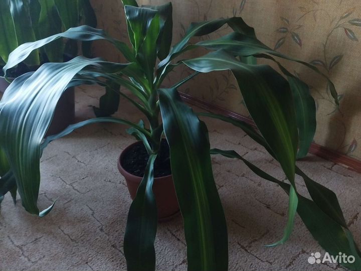 Пальма юкка