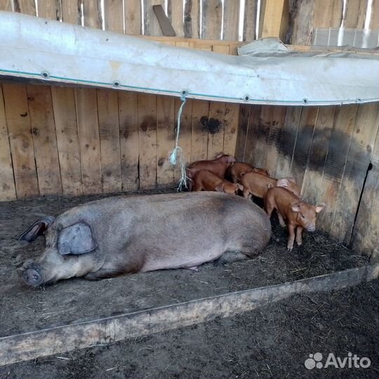 Поросята породы дюрок