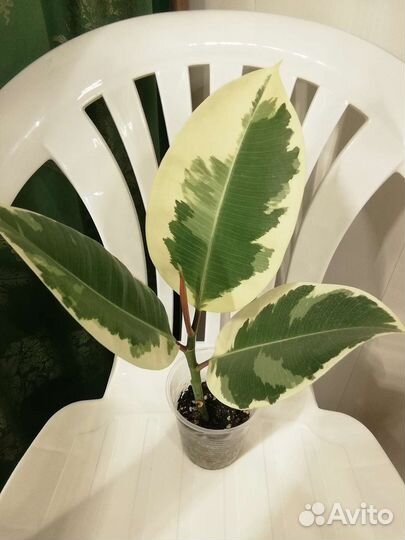 Отводки фикусов