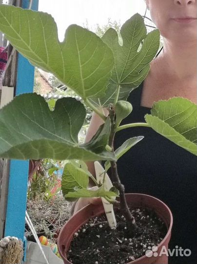 Инжир Лемон