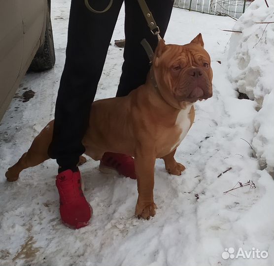 Американский булли покет вязка