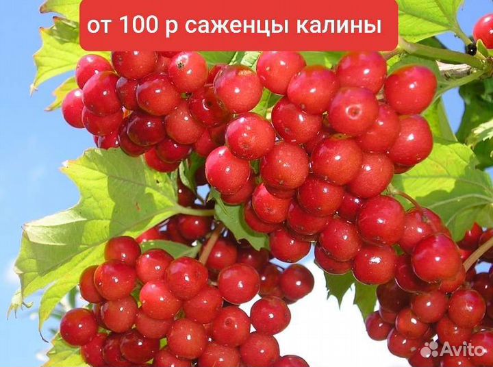 Жимолостьвечная молодость )