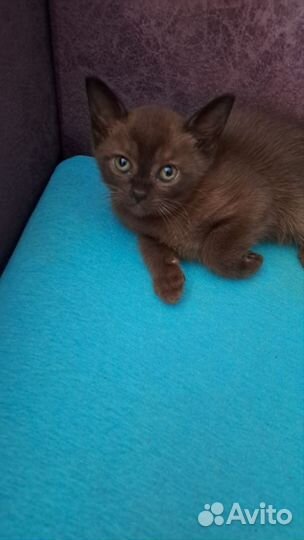 Бурманская