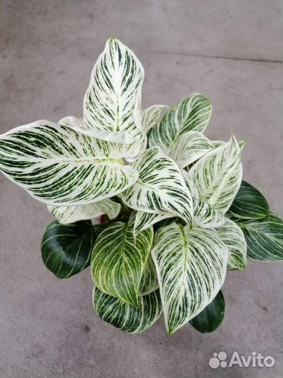 Филодендрон Биркин