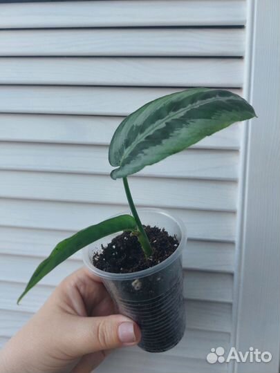 Шизматоглоттис Mottleyana