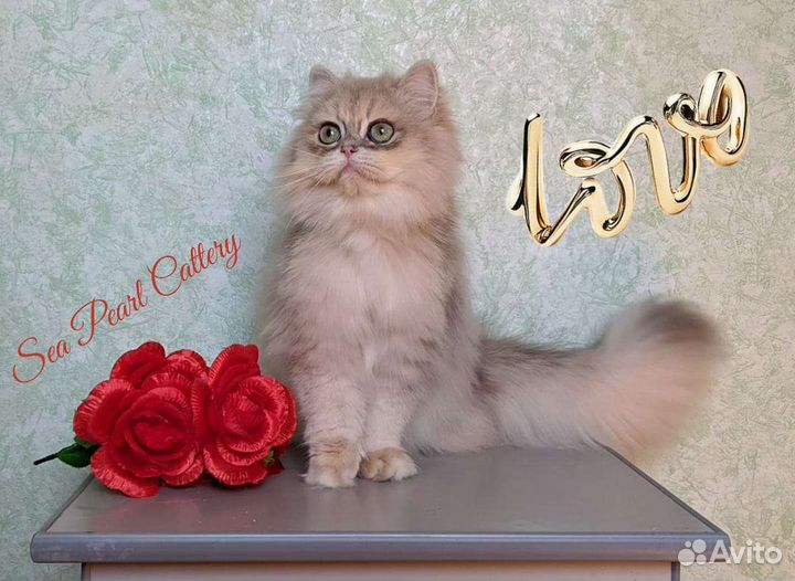 Голубое золото ау12 британец