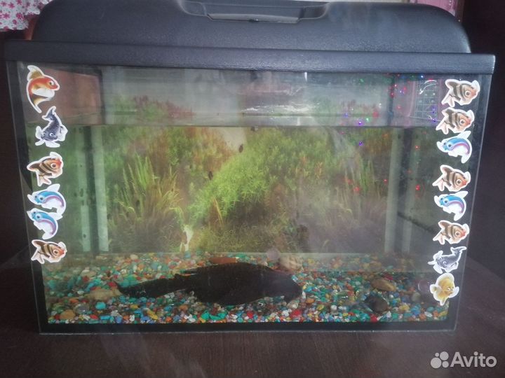Аквариум с рыбками