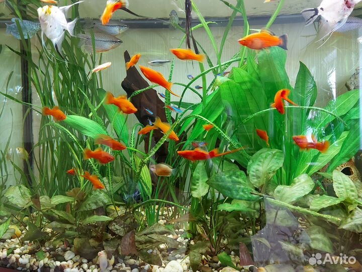 Украшение для аквариума