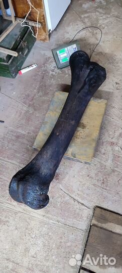 Кость мамонта