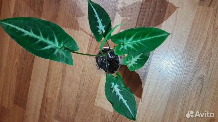 Аглаонема,сциндапсус,филодендрон,диффенбахия