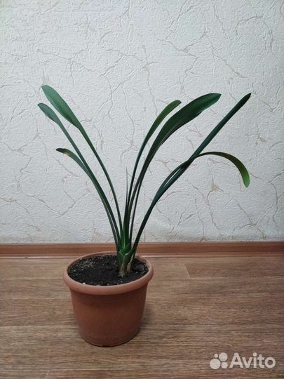 Кливия (детки взрослые)