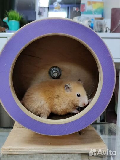 Колесо для грызунов деревянное 19 см