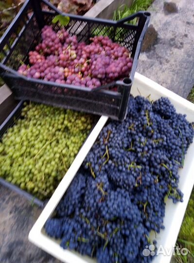 Саженцы винограда