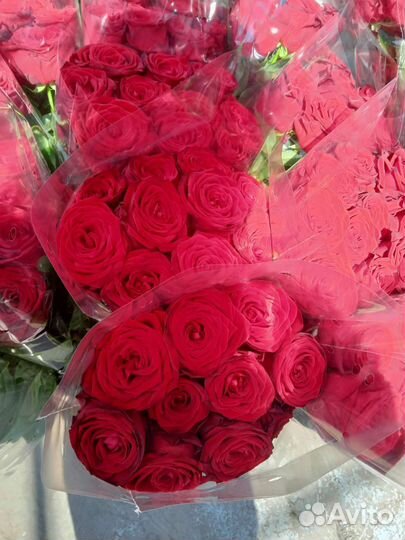 Роза 25 51 75 101