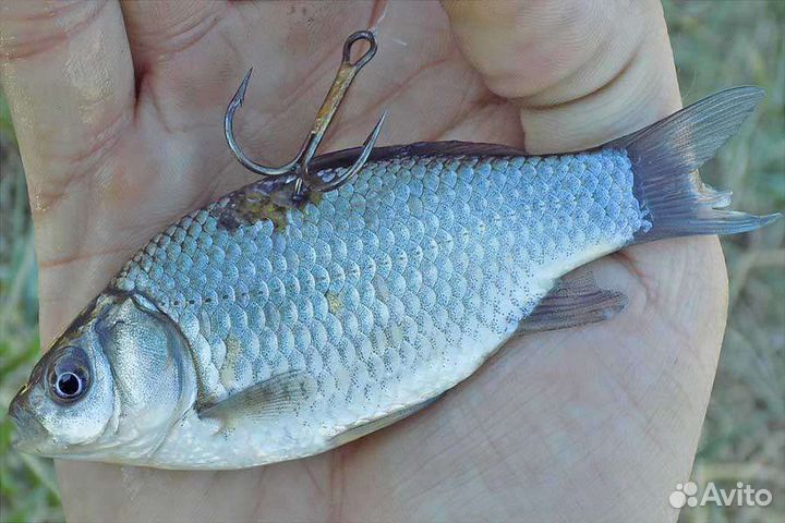 Карась живец