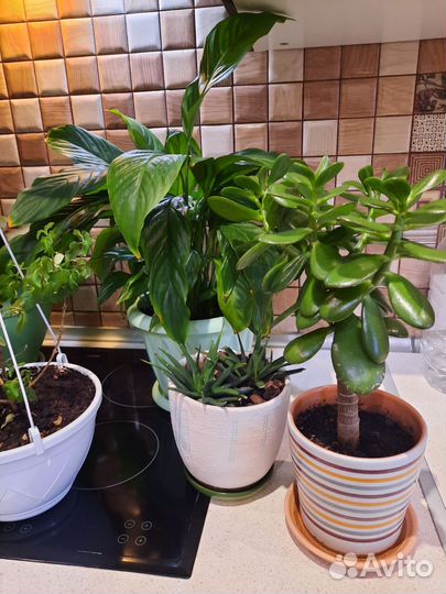 Комнатные растения цветы