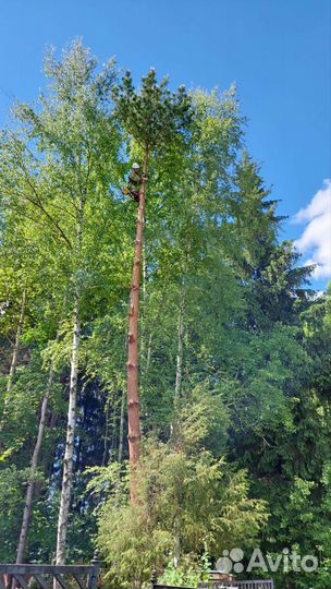 Удаление и спил деревьев Покос травы