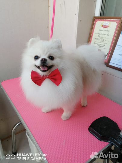 Шпиц. Вязка