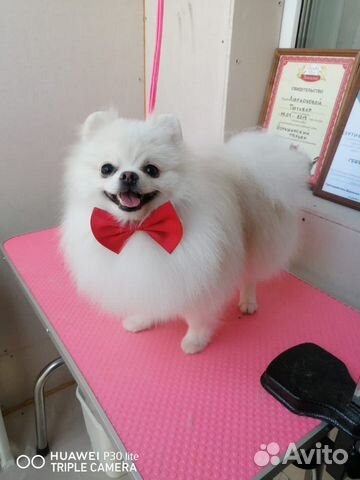 Шпиц. Вязка