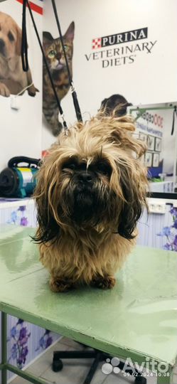 Груминг стрижка собак и кошек