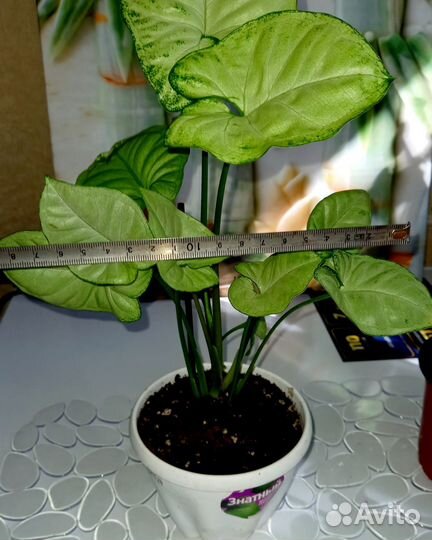 Сингониум и спатифиллумы