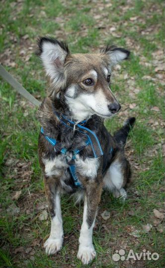 Собака небольшого размера ждёт в приюте