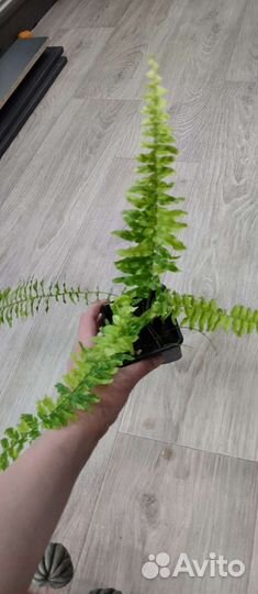 Комнатные растения