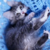 Сибирский котёнок, Белгород