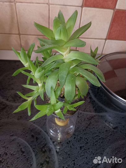 Комнатные растения