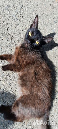 Молодая кошечка Полночь в добрые руки